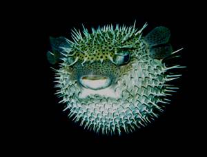puffer at night
